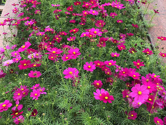 衡阳鲜花花艺-收购风景树